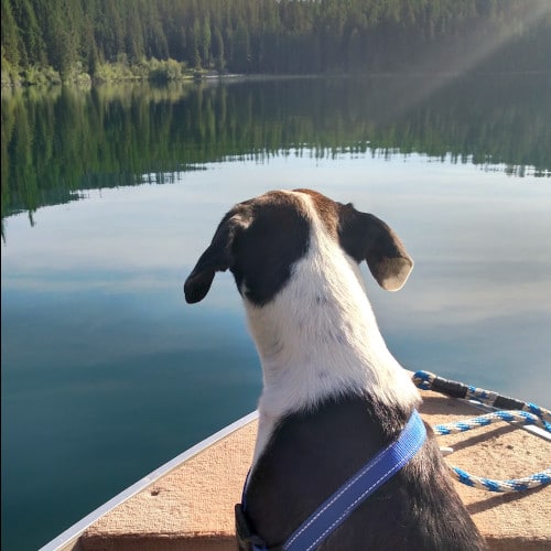 Dog on the boat in Montana