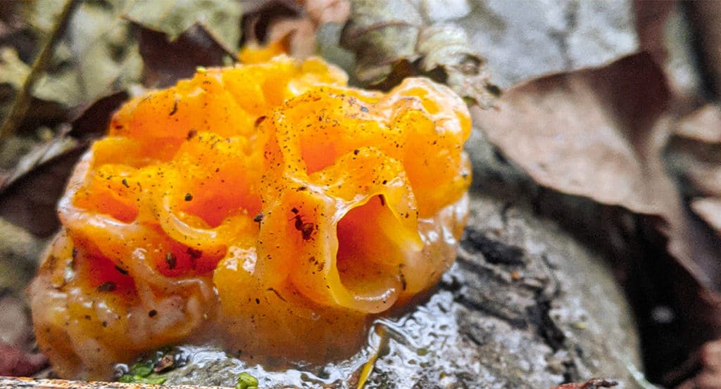 nature photography orange fungus